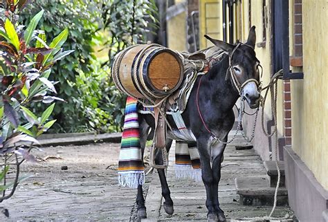 xxx burro|Burro Facts: Animals of North America .